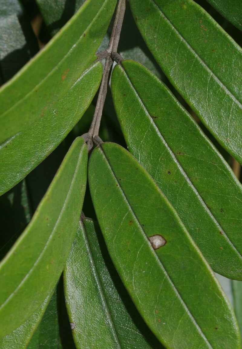 Hymenolobium flavum photo 2
