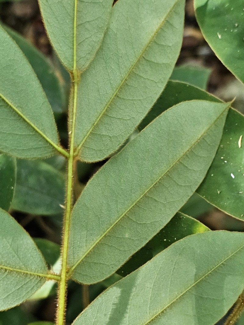 Hymenolobium flavum photo 3