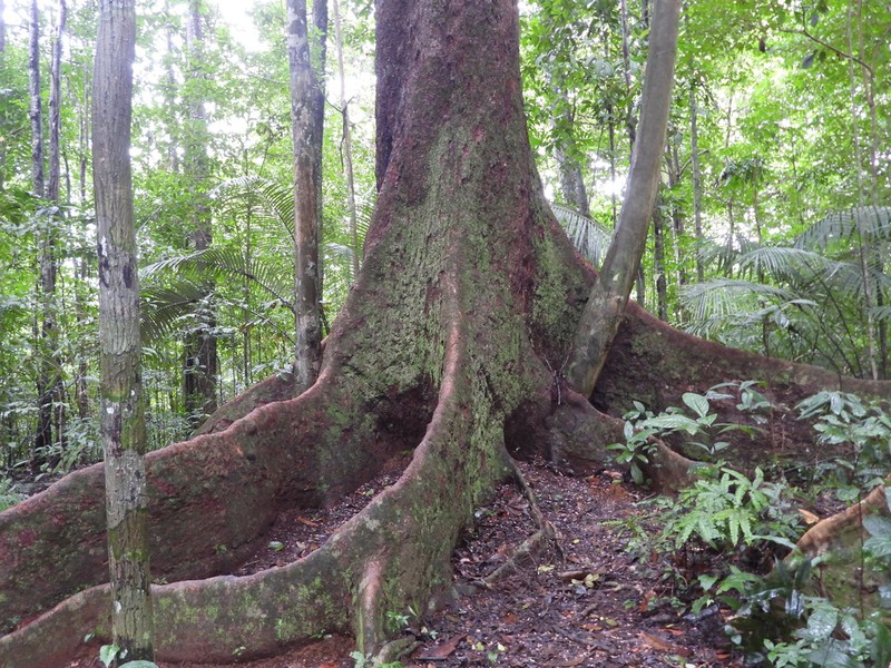 Hymenolobium flavum photo 4