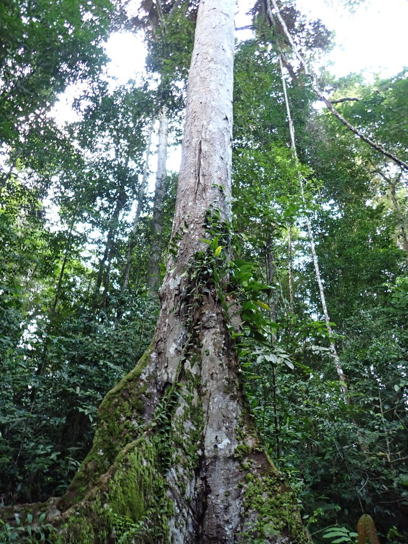 Hymenolobium flavum photo 5