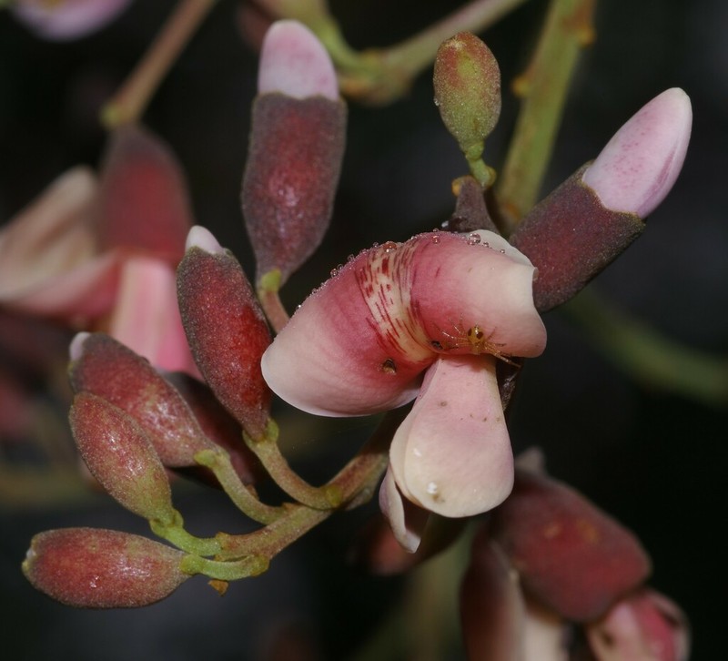 Hymenolobium flavum photo 7