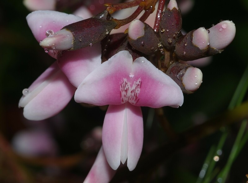 Hymenolobium flavum photo 8
