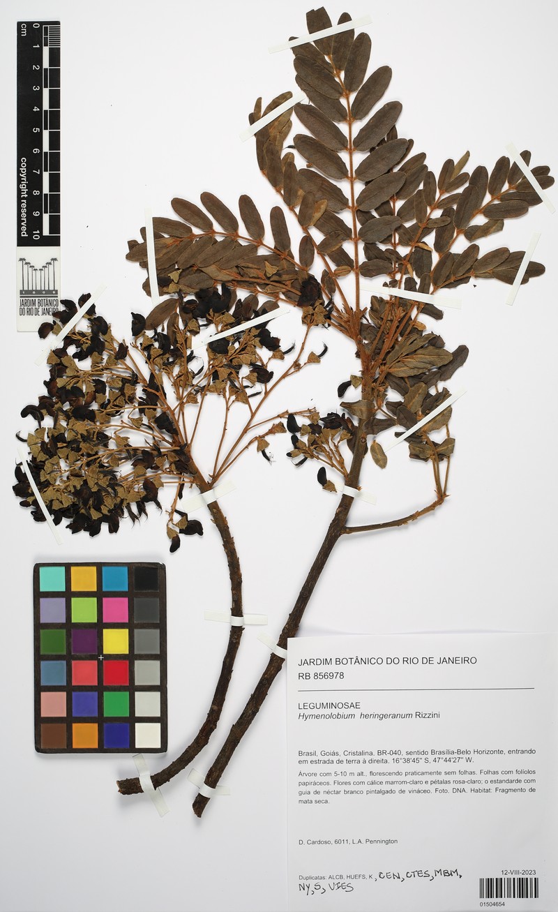 Hymenolobium heringeranum