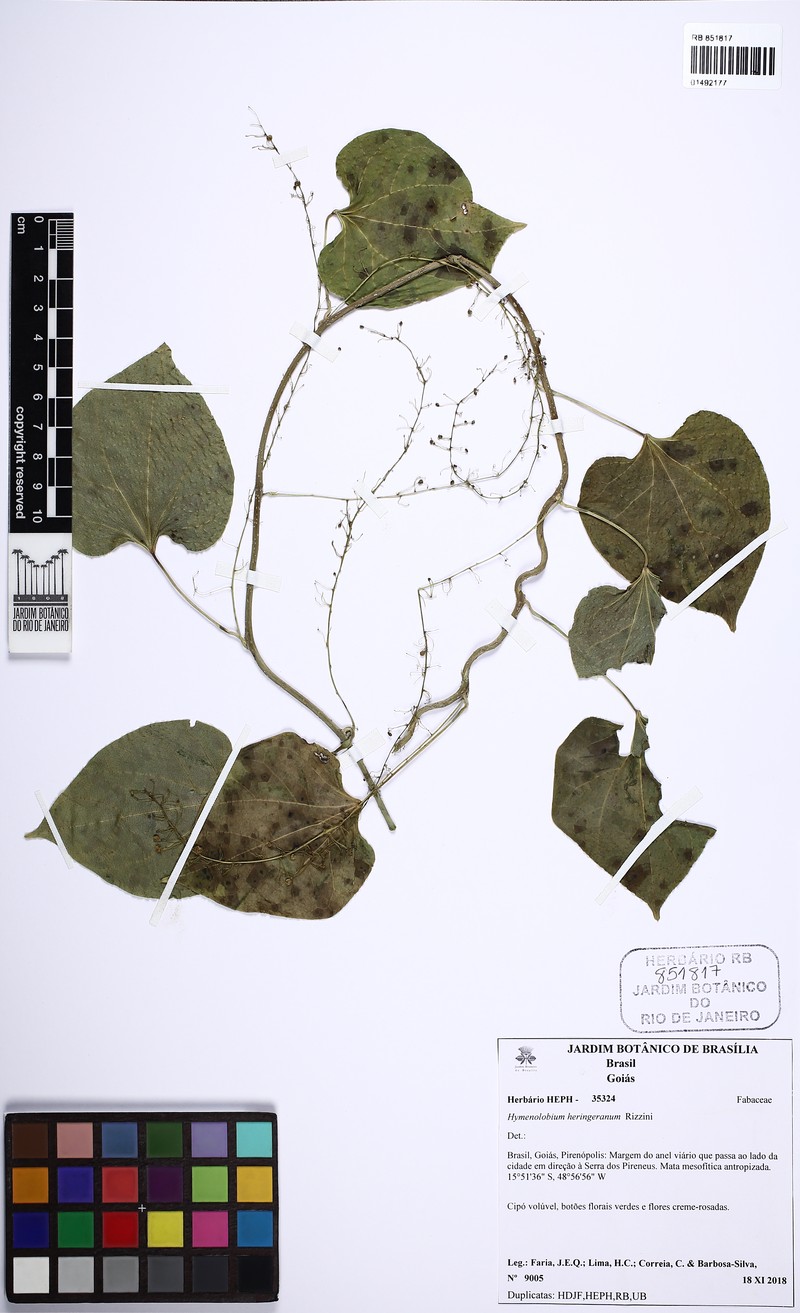 Hymenolobium heringeranum photo 2