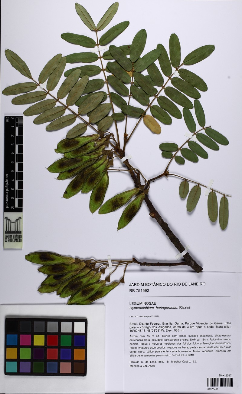 Hymenolobium heringeranum photo 3