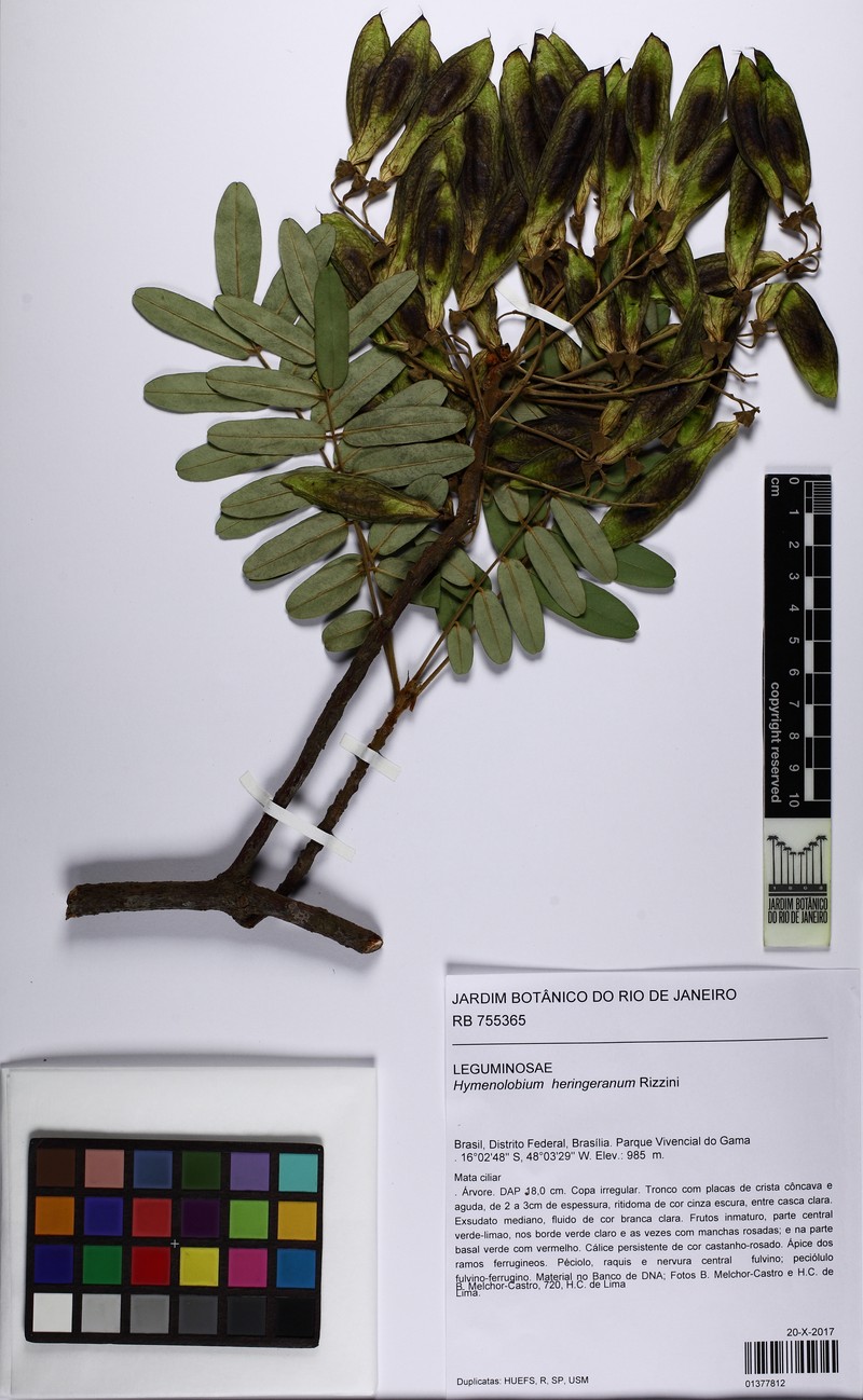 Hymenolobium heringeranum photo 4