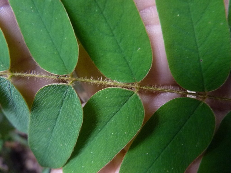 Hymenolobium heterocarpum