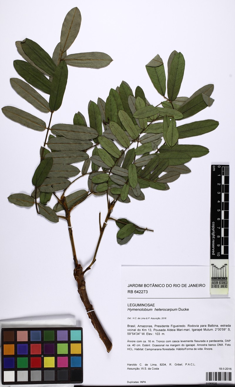Hymenolobium heterocarpum photo 2