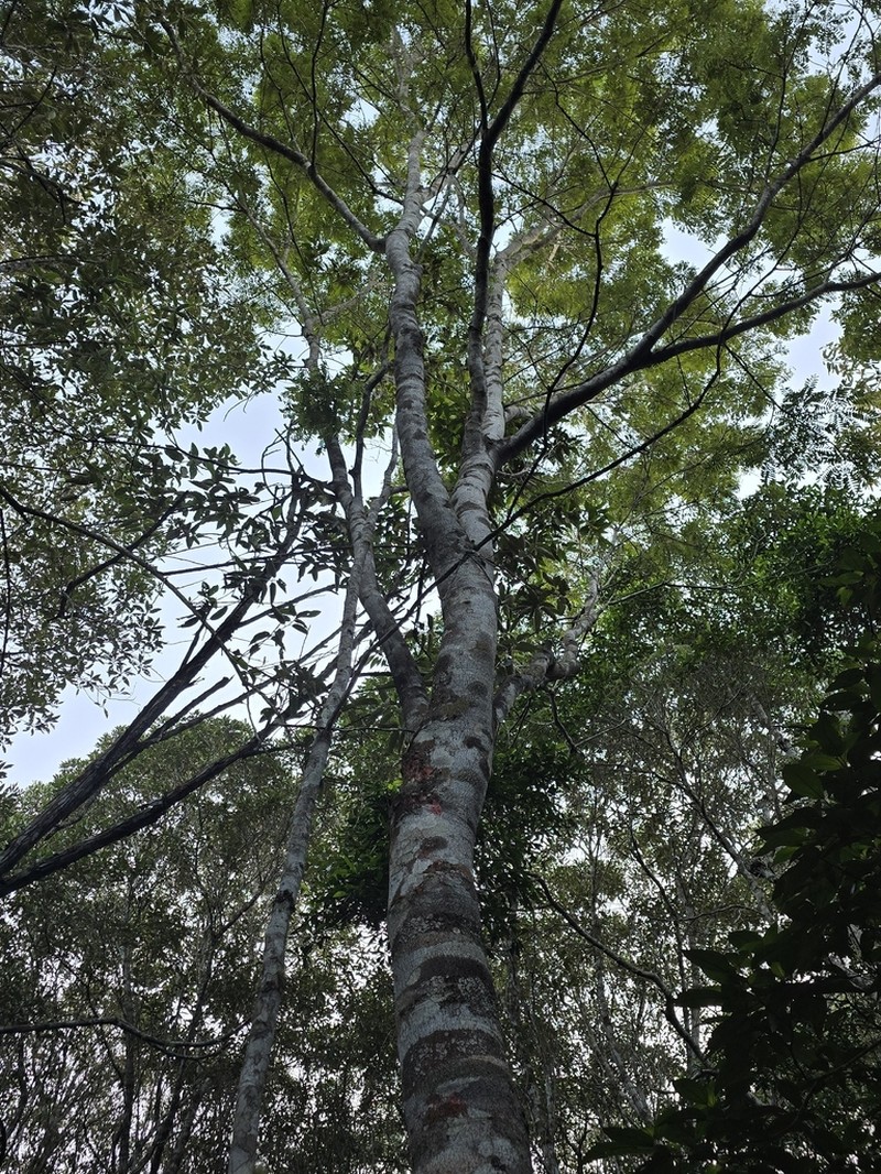Hymenolobium janeirense