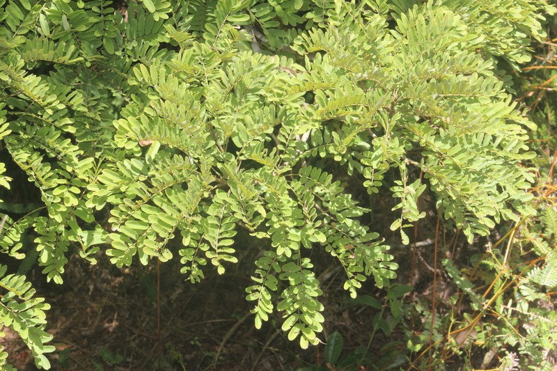 Hymenolobium janeirense photo 2