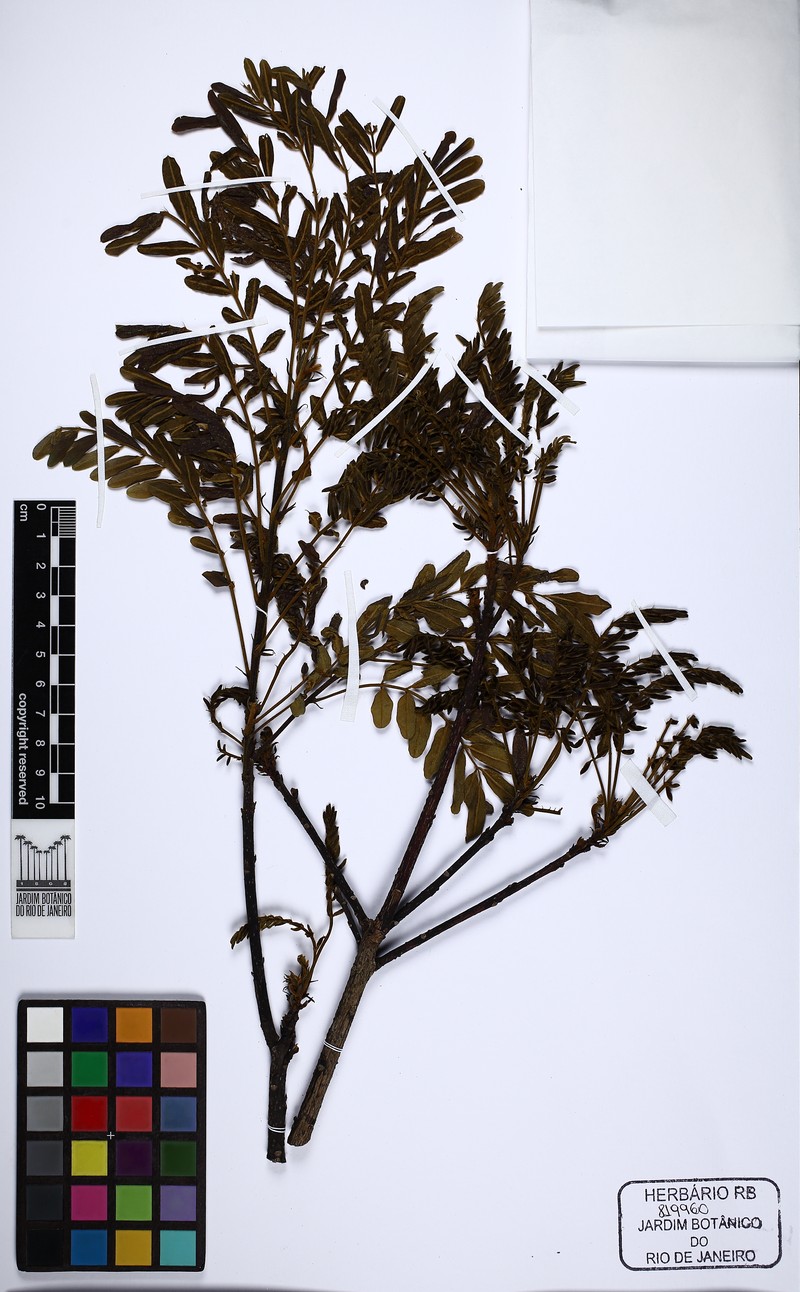 Hymenolobium janeirense photo 6