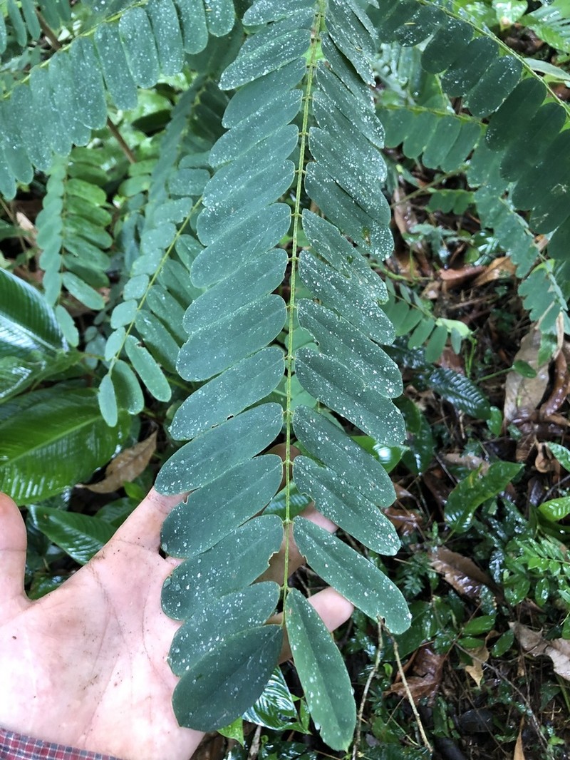 Hymenolobium mesoamericanum