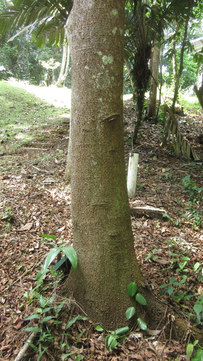 Hymenolobium mesoamericanum photo 2