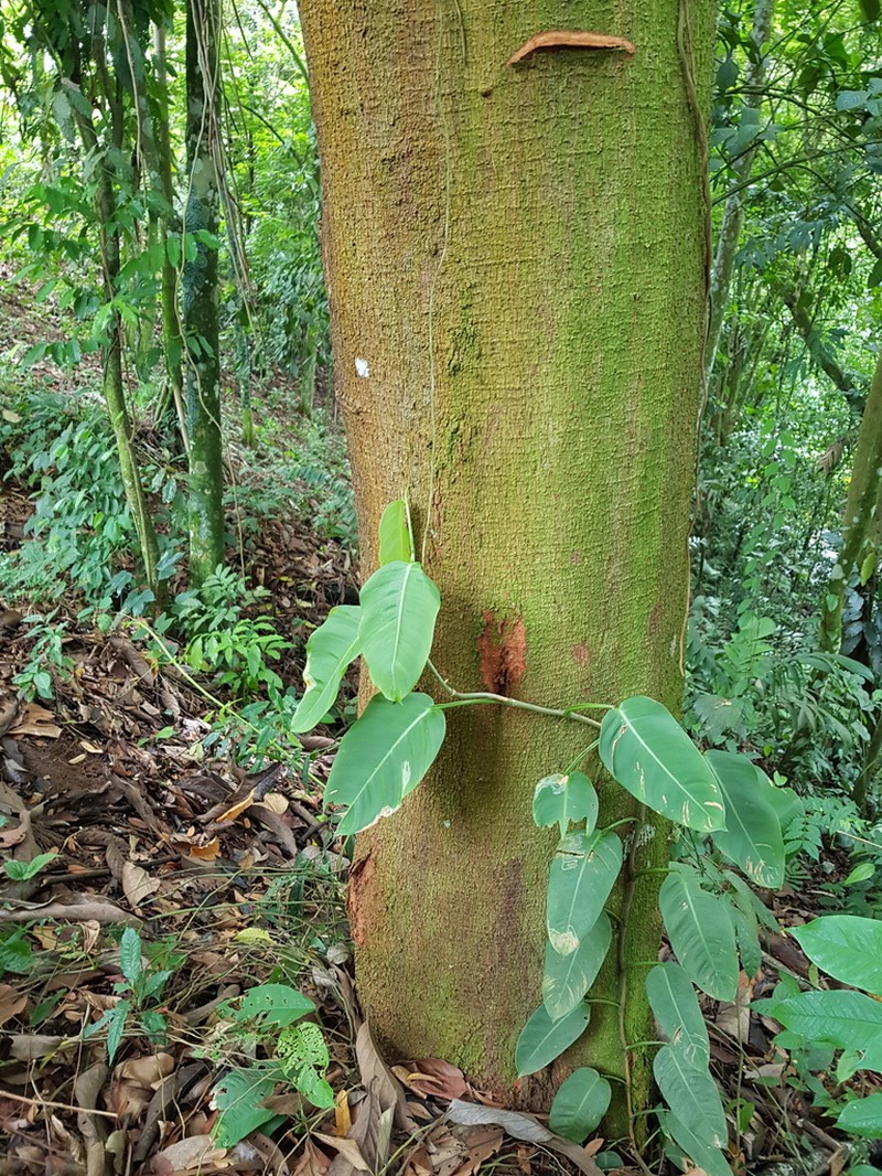 Hymenolobium mesoamericanum photo 3