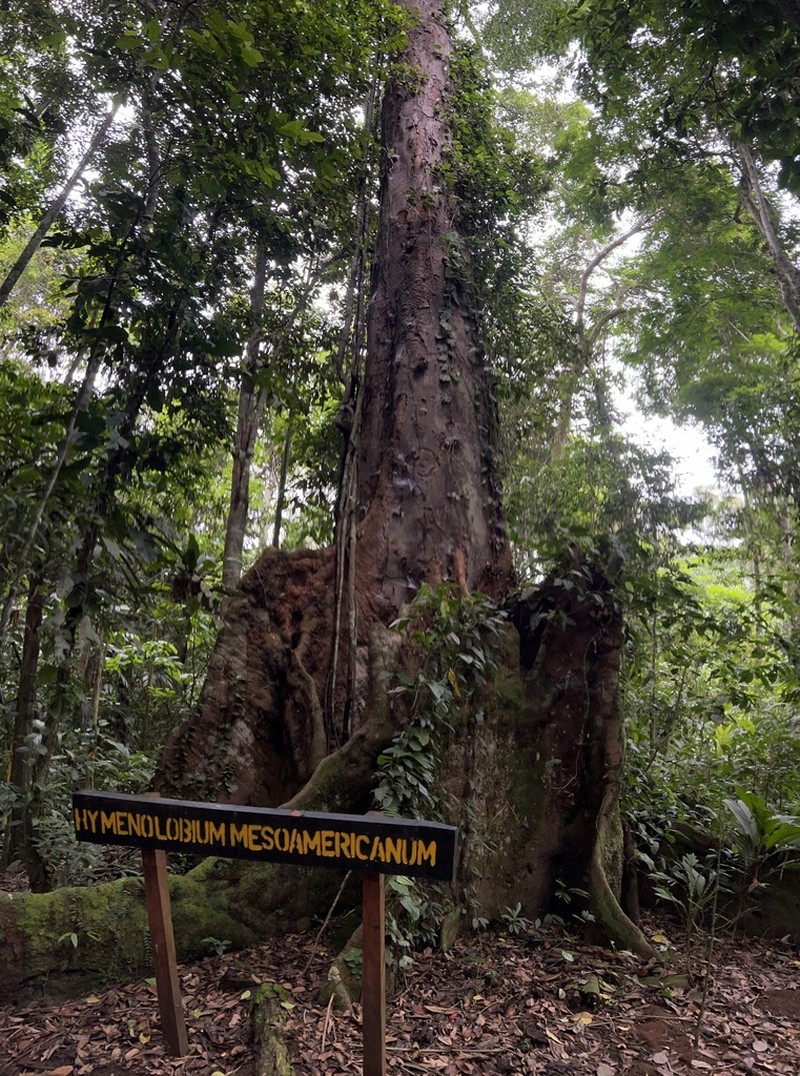 Hymenolobium mesoamericanum photo 4