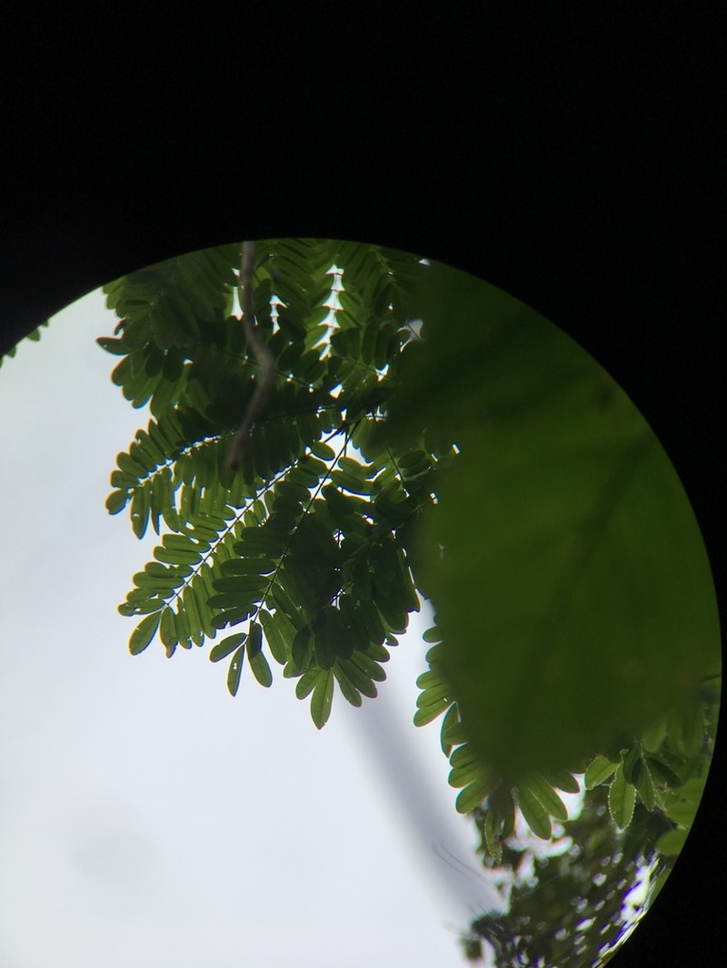 Hymenolobium mesoamericanum photo 5