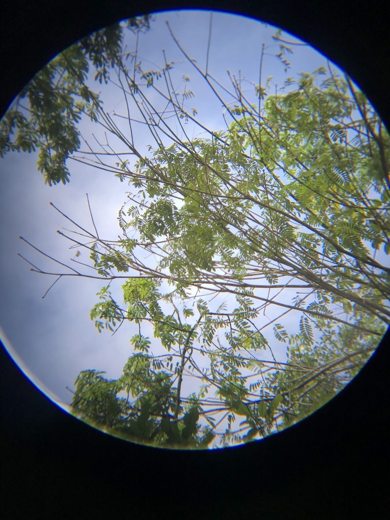 Hymenolobium mesoamericanum photo 7