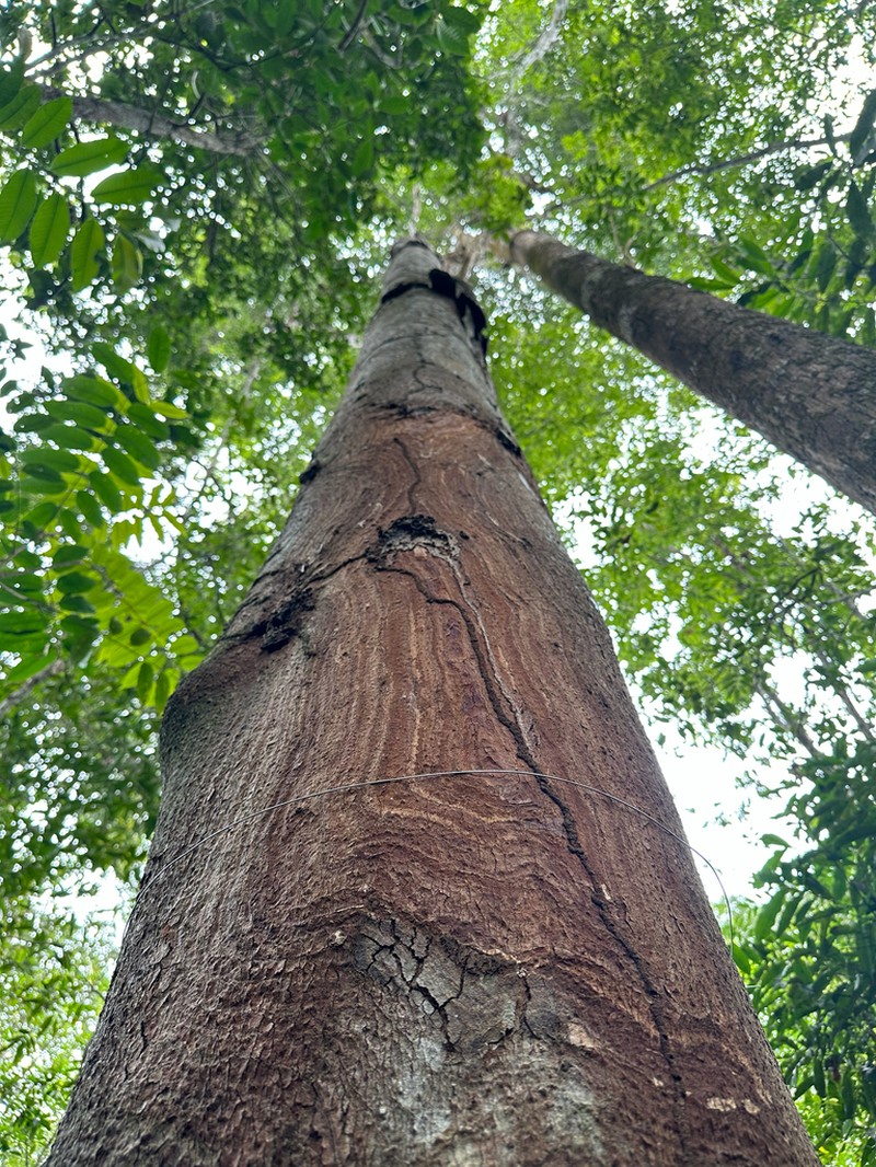 Hymenolobium modestum