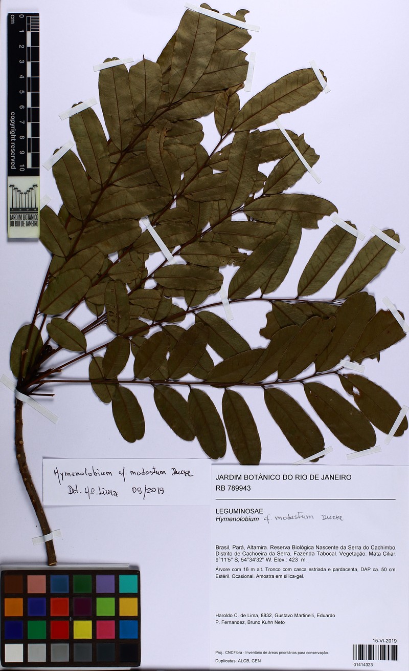 Hymenolobium modestum photo 2