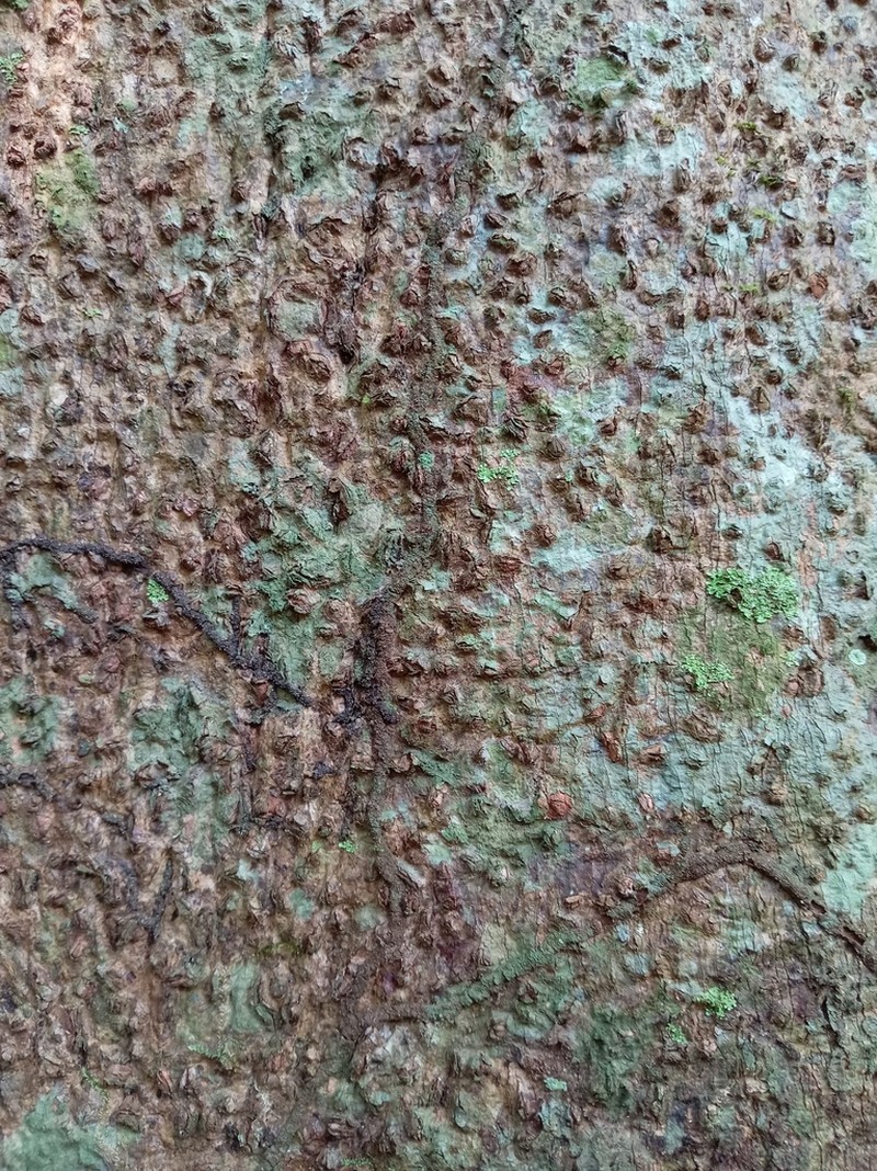 Hymenolobium nitidum