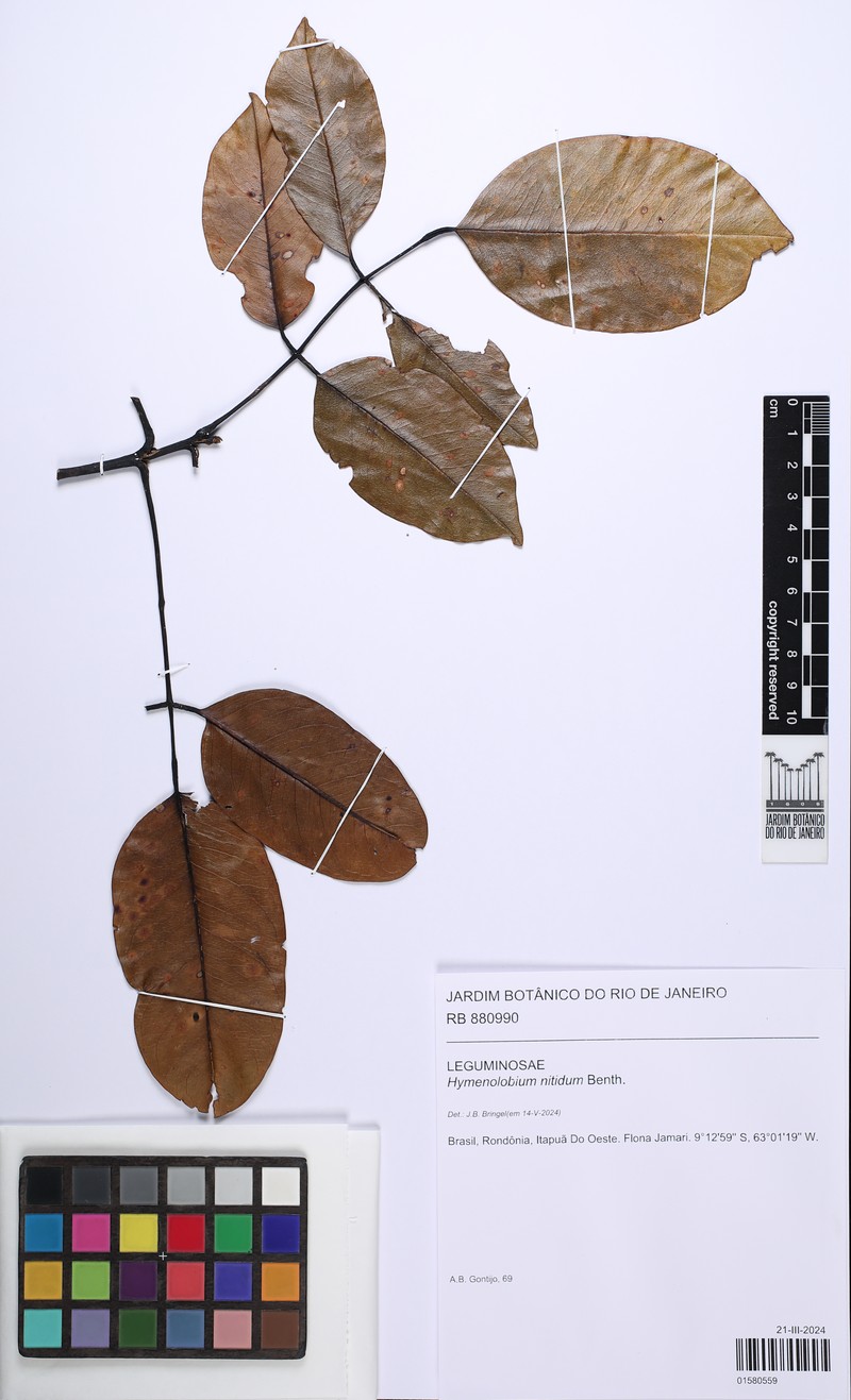 Hymenolobium nitidum photo 2