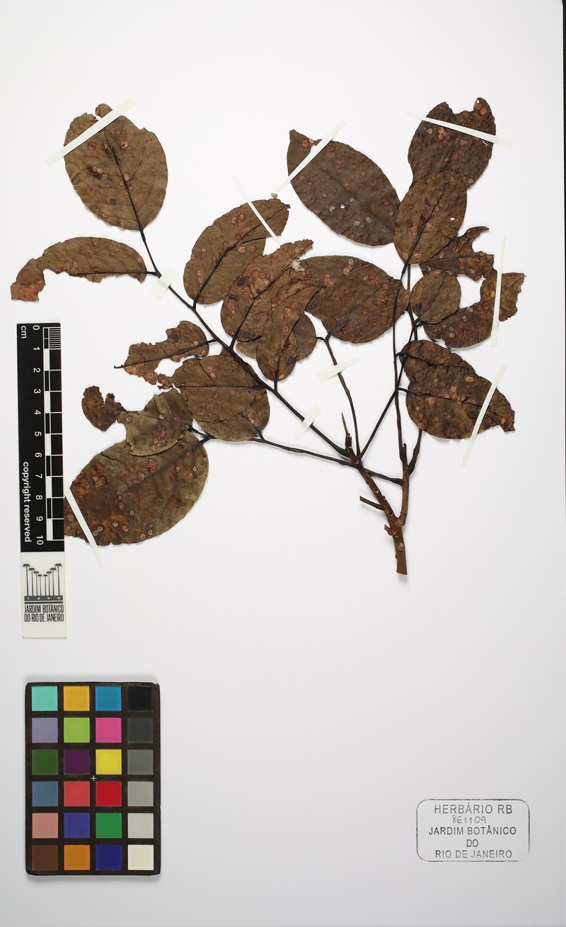 Hymenolobium nitidum photo 3
