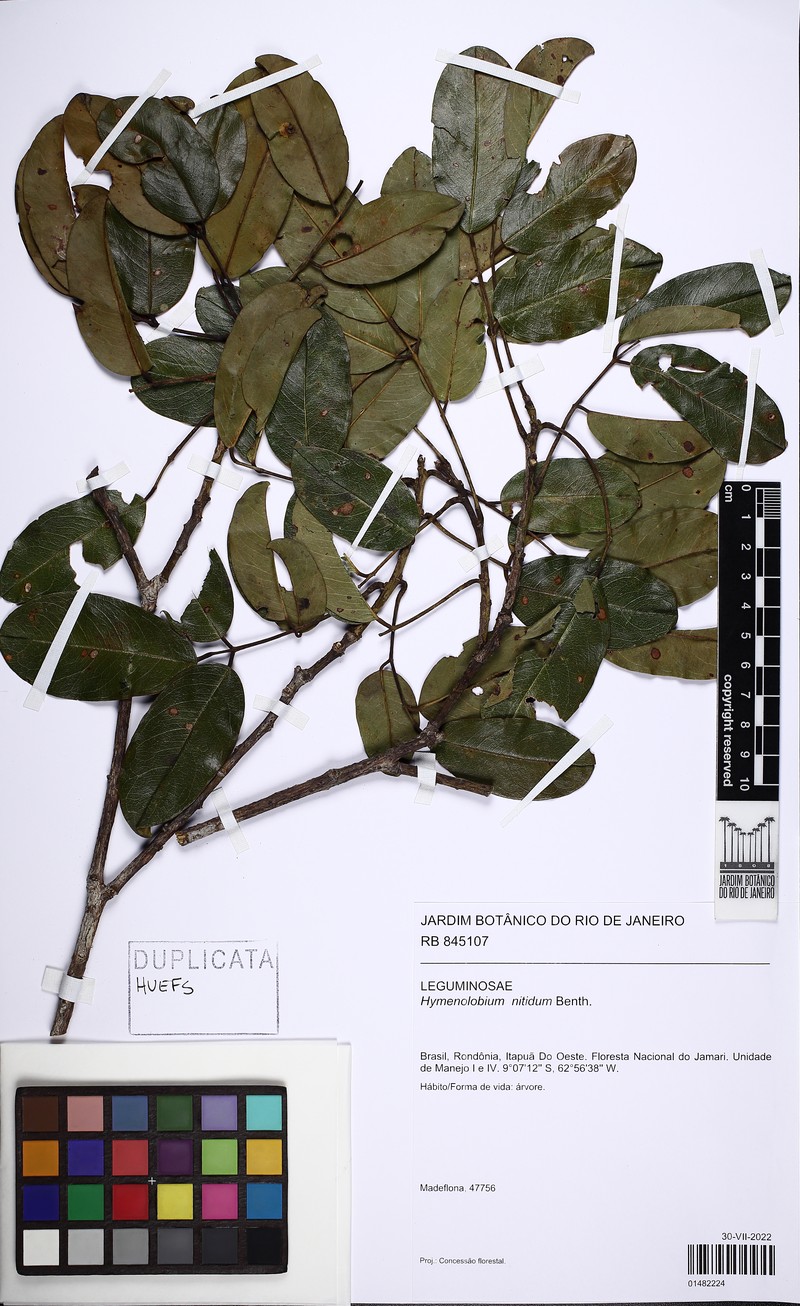 Hymenolobium nitidum photo 4