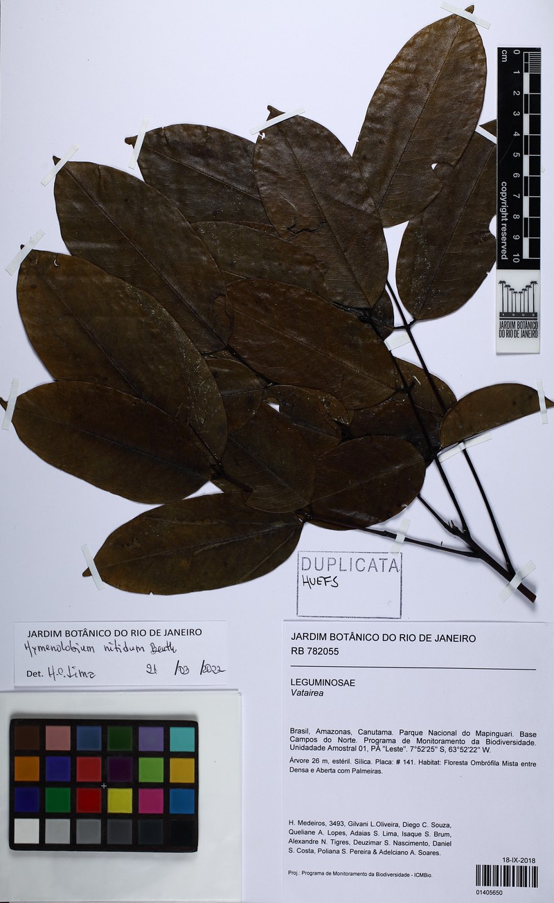 Hymenolobium nitidum photo 5