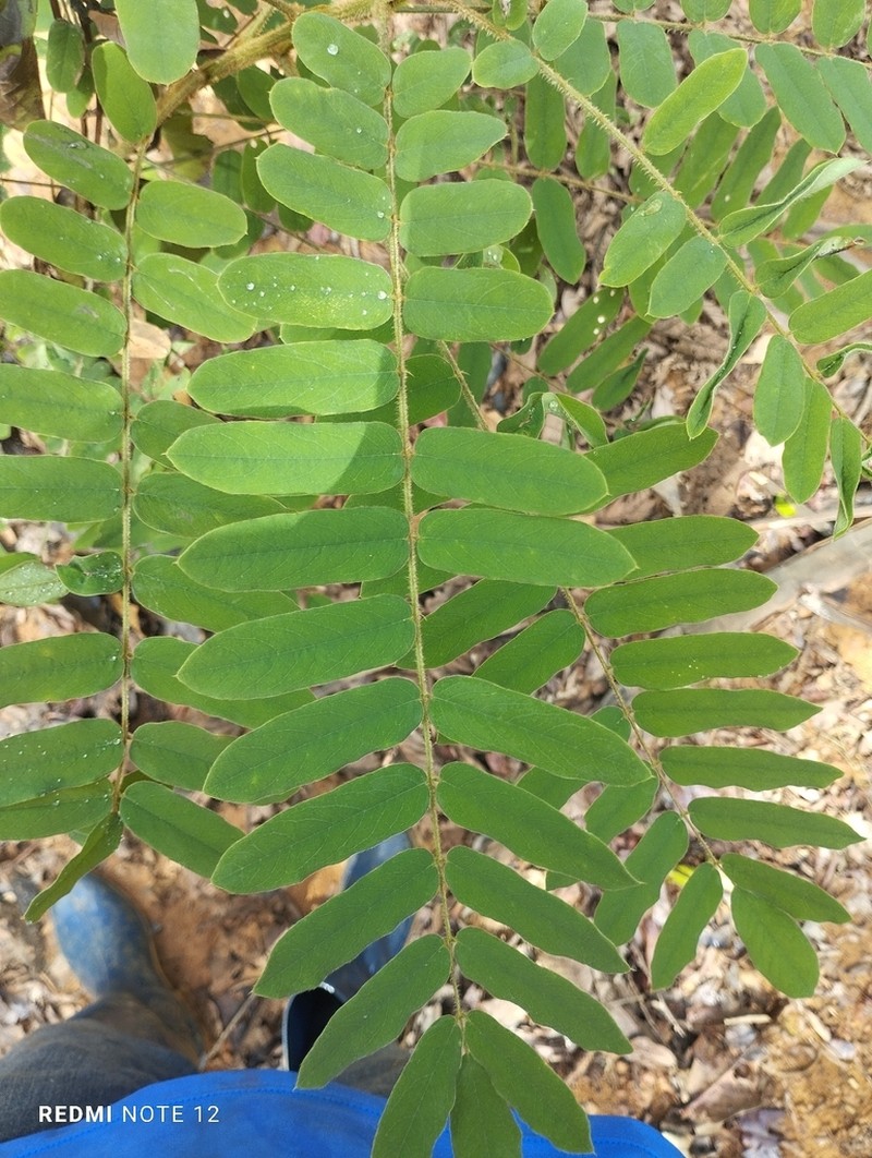 Hymenolobium petraeum