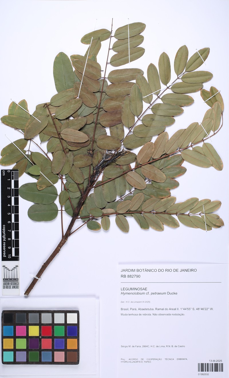 Hymenolobium petraeum photo 2
