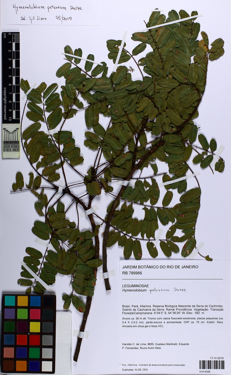 Hymenolobium petraeum photo 3