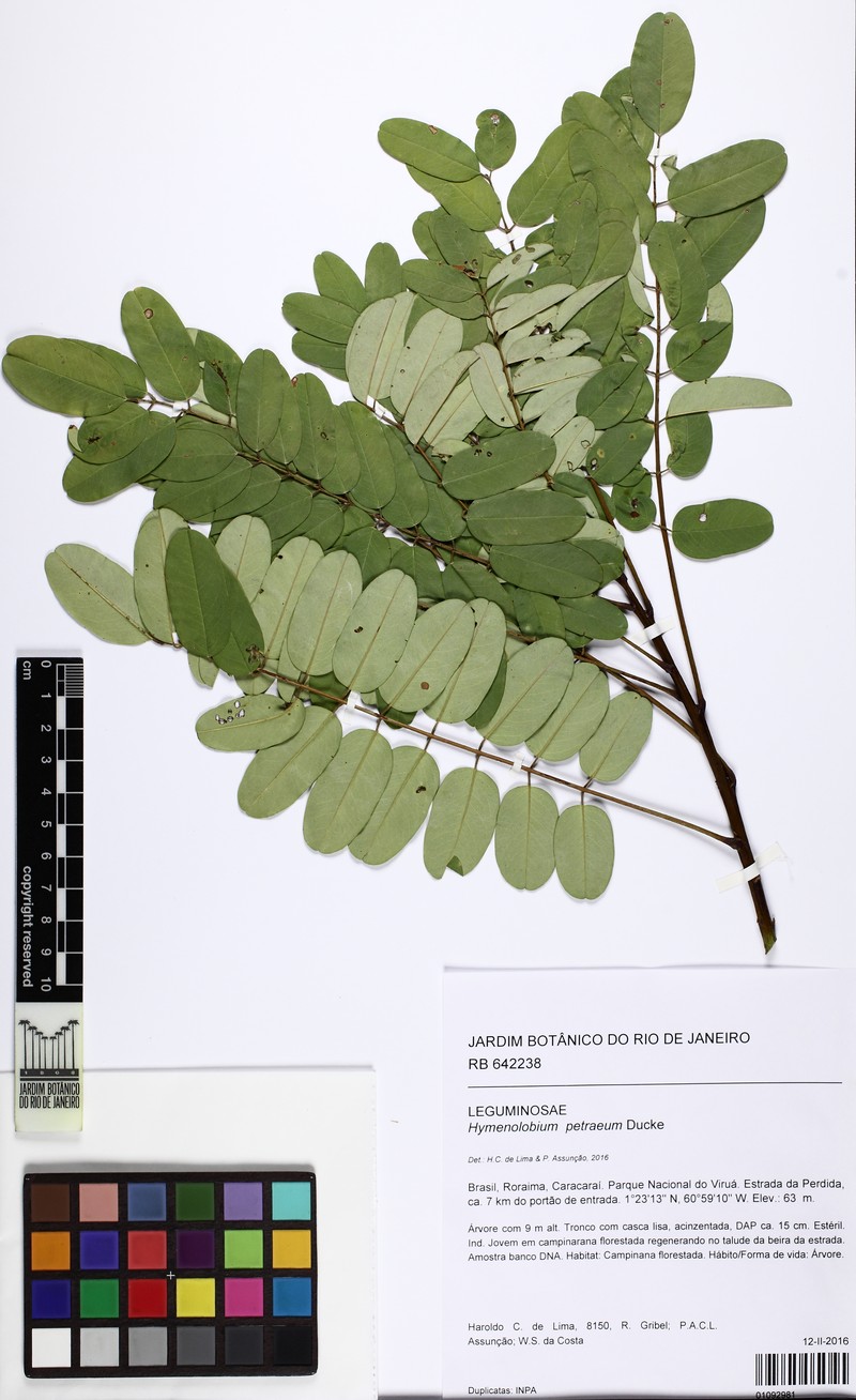Hymenolobium petraeum photo 4
