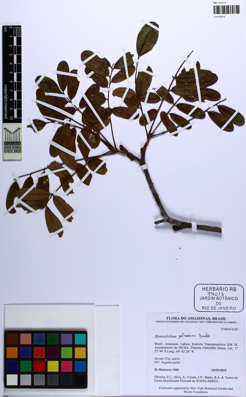 Hymenolobium petraeum photo 5