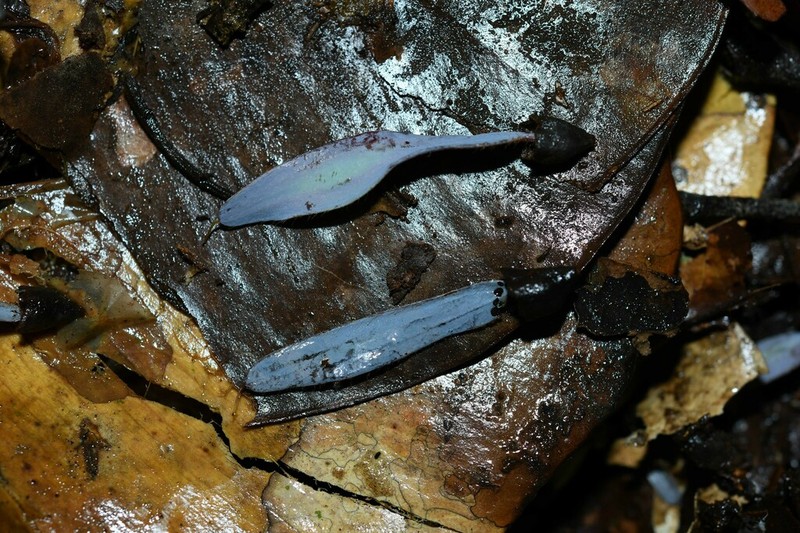 Hymenolobium pulcherrimum