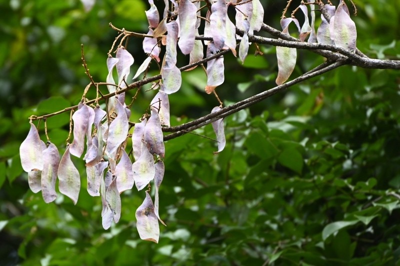 Hymenolobium pulcherrimum photo 3