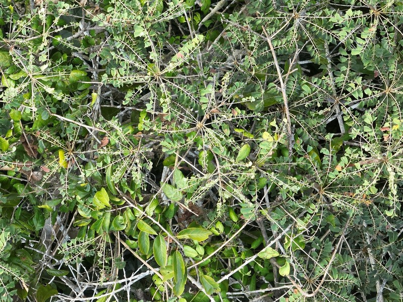 Hymenolobium pulcherrimum photo 4