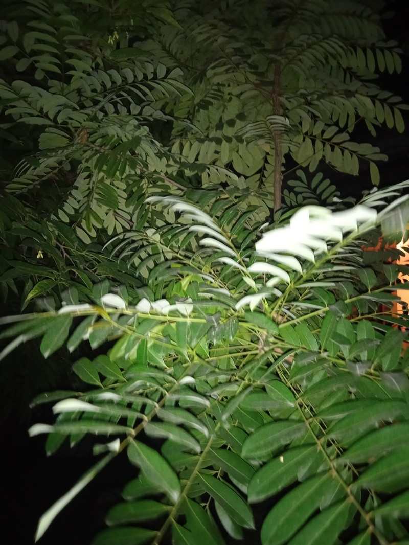 Hymenolobium pulcherrimum photo 5