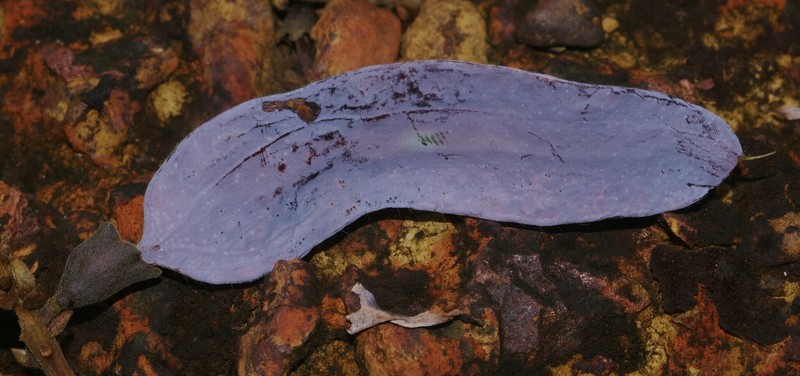 Hymenolobium pulcherrimum photo 7