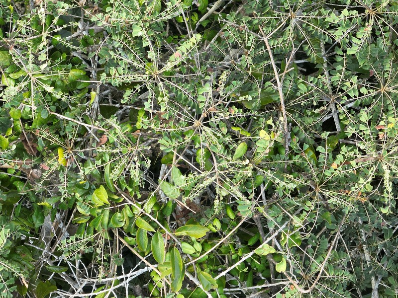 Hymenolobium pulcherrimum photo 8