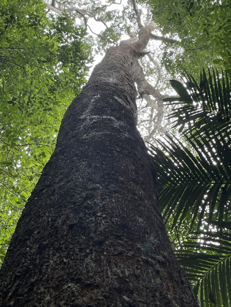 Hymenolobium sericeum photo 2
