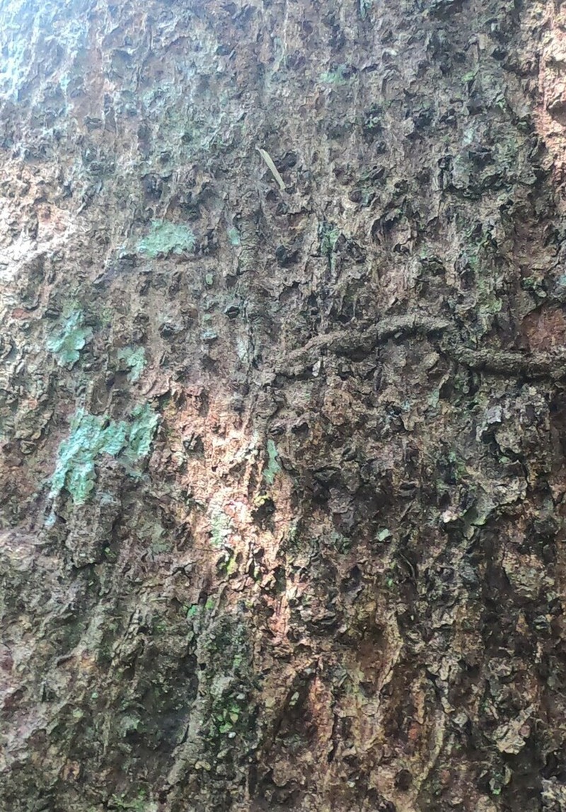Hymenolobium velutinum