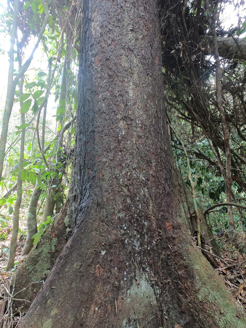 Hymenolobium velutinum photo 2