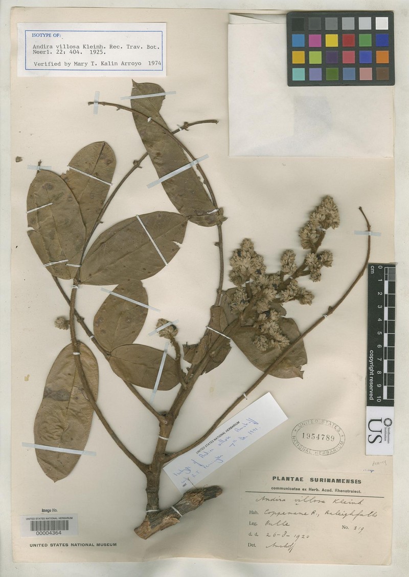 Hymenolobium velutinum photo 3