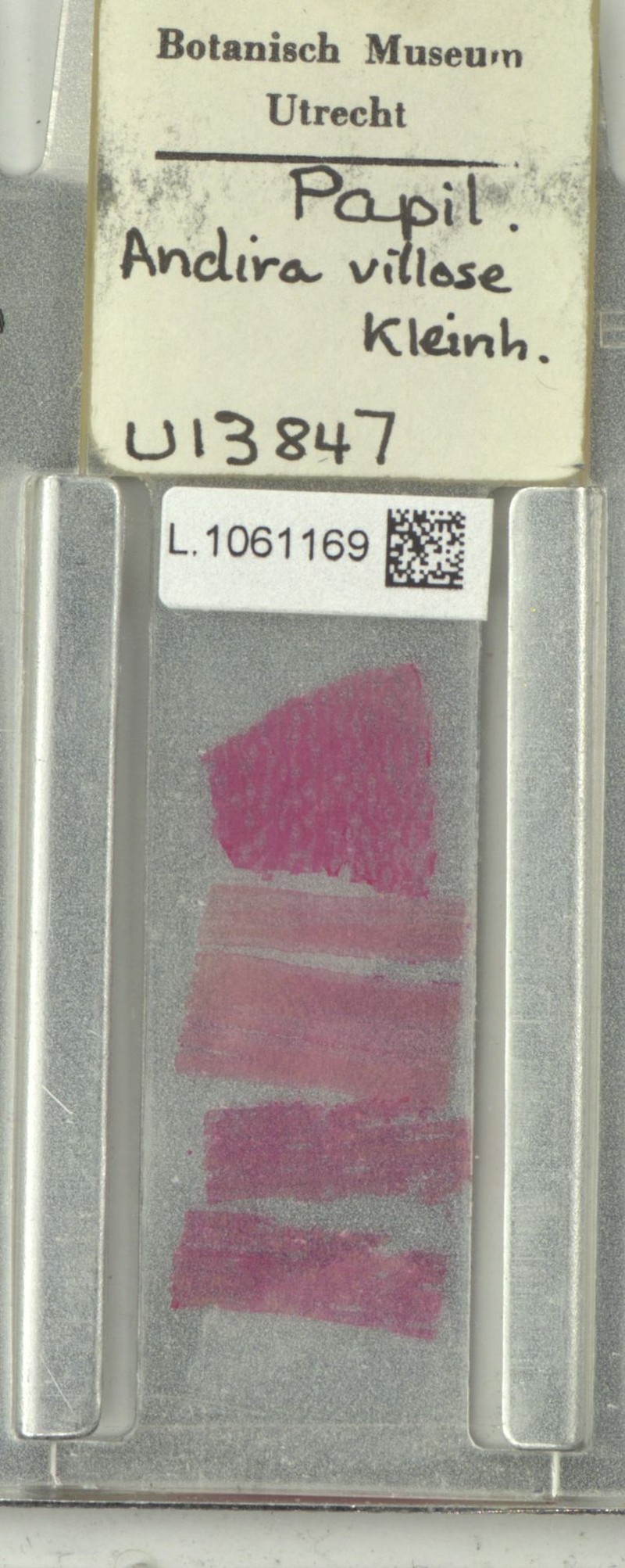 Hymenolobium velutinum photo 4