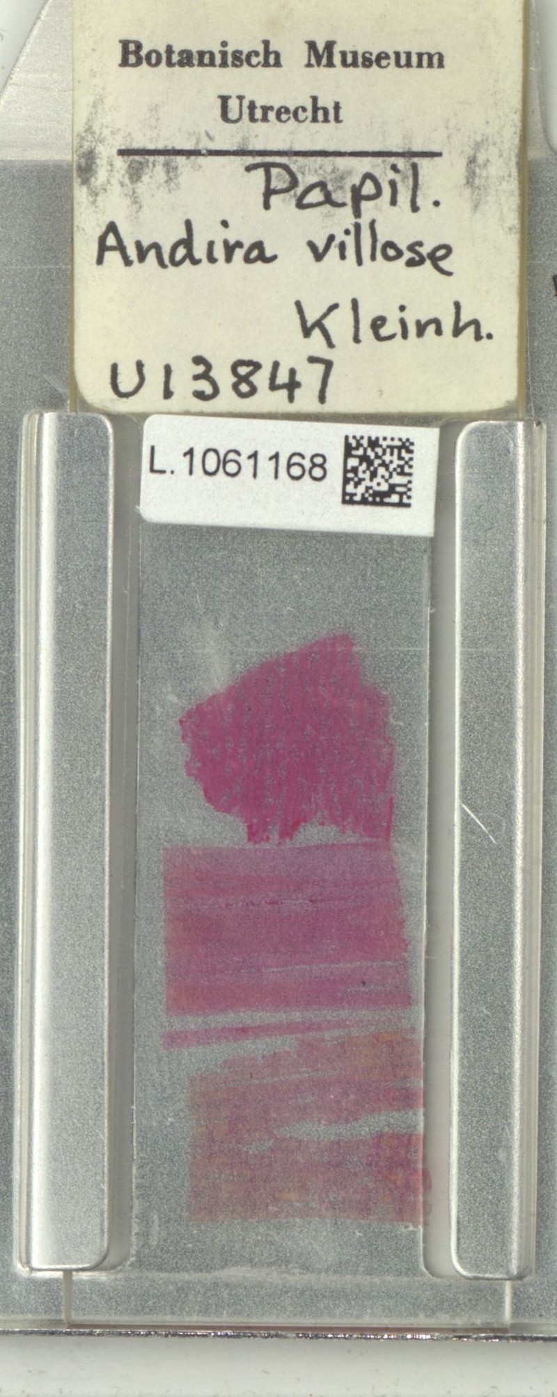 Hymenolobium velutinum photo 5
