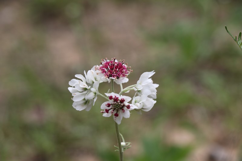 Hymenopappus artemisiifolius var. artemisiifolius