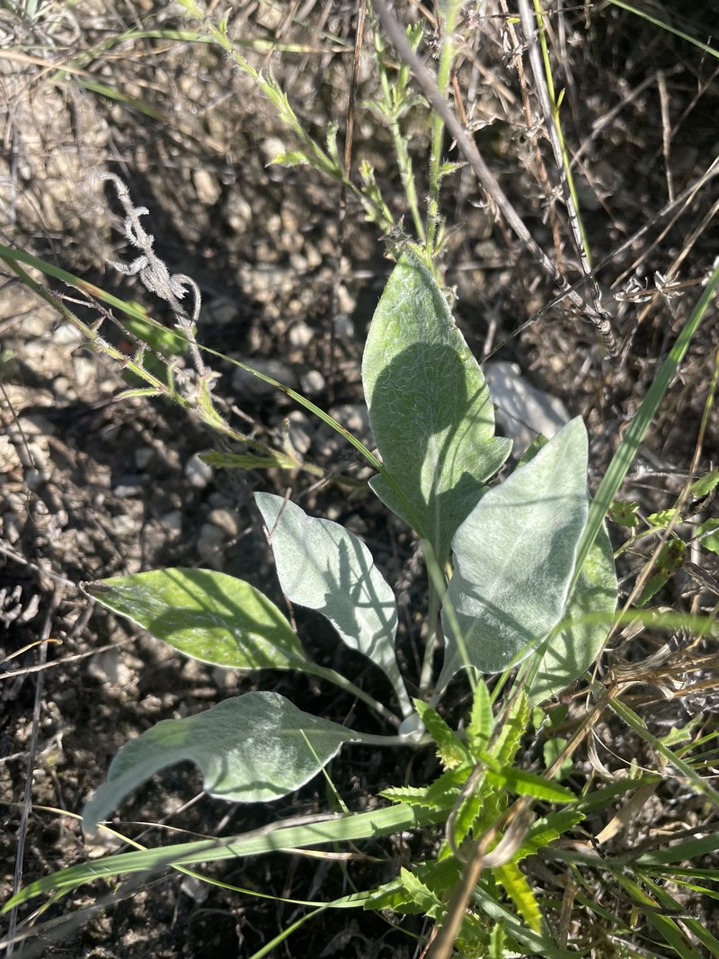 Hymenopappus artemisiifolius var. artemisiifolius photo 2