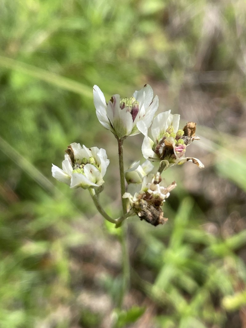 Hymenopappus artemisiifolius var. artemisiifolius photo 3