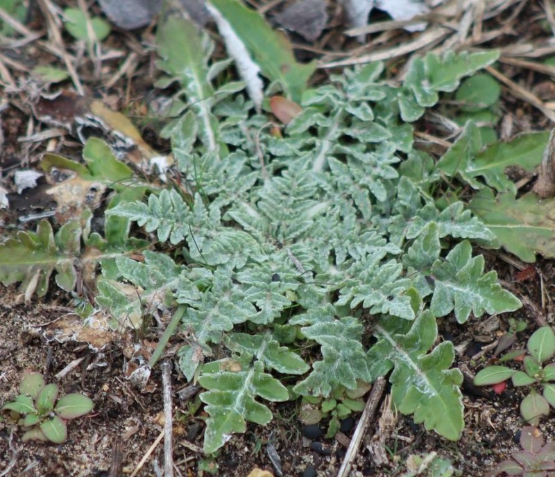 Hymenopappus artemisiifolius var. artemisiifolius photo 4