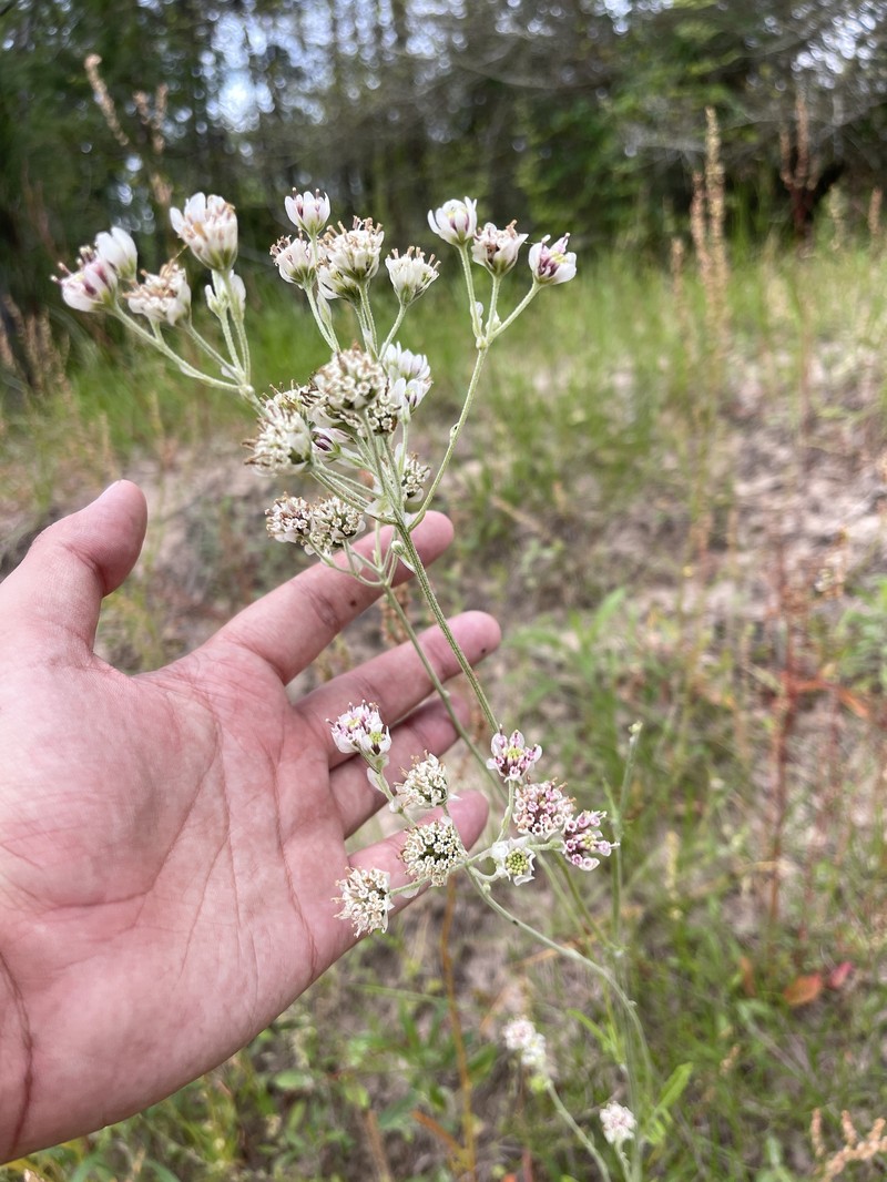 Hymenopappus artemisiifolius var. artemisiifolius photo 5